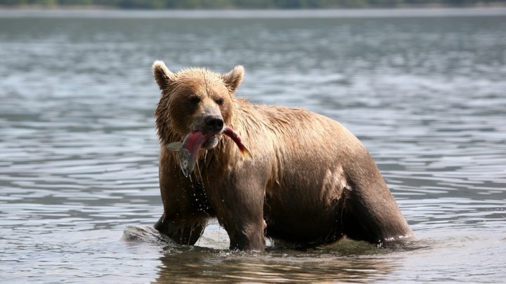 brown-bear-2514853_960_720